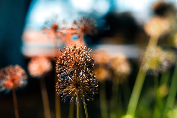 알리움, 꽃피는 장식용 양파 — 스톡 사진