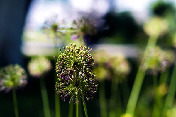 Allium, cebolla ornamental floreciente — Foto de Stock