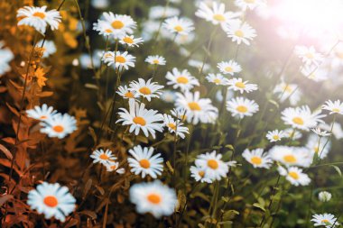 Bir sürü büyük papatya