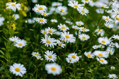 Bir sürü büyük papatya