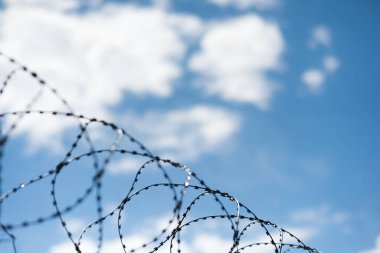 Dikenli teller gökyüzüne karşı