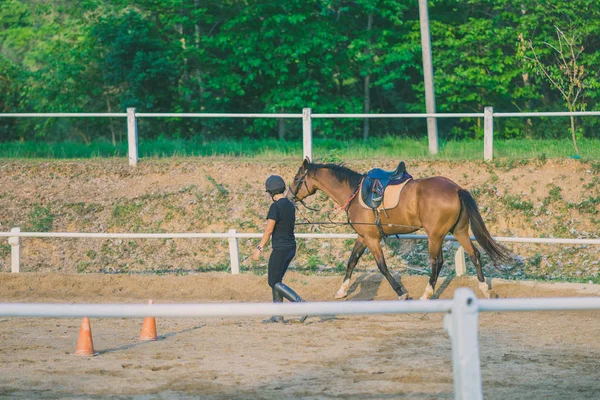 Entrenadora Está Entrenando Caballo Joven Para Los Domesticados Escuela Equitación —  Fotos de Stock