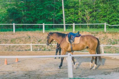 Kadın eğitmen genç at için evcil at binme okulu olarak eğitim.