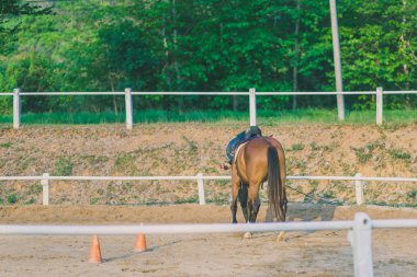 Kadın eğitmen genç at için evcil at binme okulu olarak eğitim.