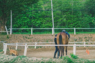 Kadın eğitmen genç at için evcil at binme okulu olarak eğitim.