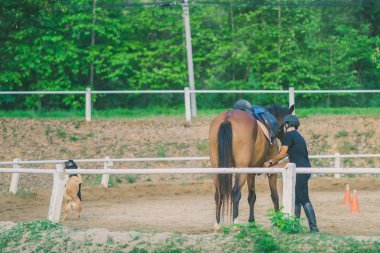 Kadın eğitmen genç at için evcil at binme okulu olarak eğitim.