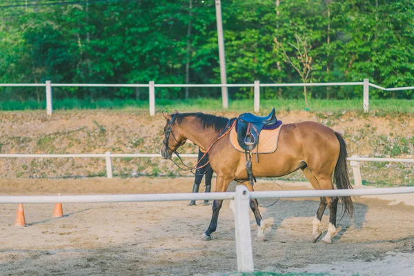 Kadın eğitmen genç at için evcil at binme okulu olarak eğitim.