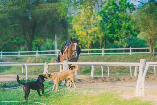 Vrouwelijke Trainer Opleiding Van Het Jonge Paard Voor Tamme Manege — Stockfoto