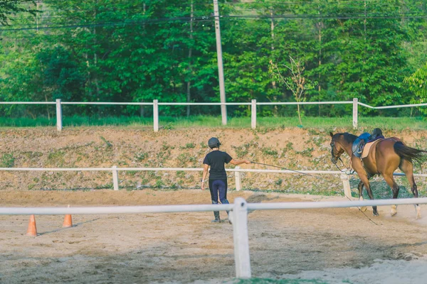 Kadın eğitmen genç at için evcil at binme okulu olarak eğitim.