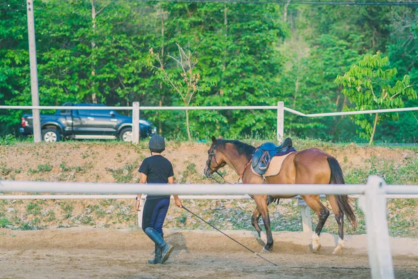 Kadın eğitmen genç at için evcil at binme okulu olarak eğitim.