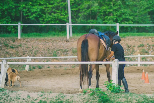 Kadın eğitmen genç at için evcil at binme okulu olarak eğitim.