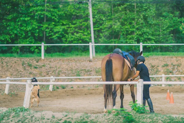 Kadın eğitmen genç at için evcil at binme okulu olarak eğitim.