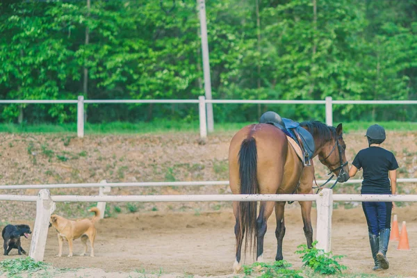 Kadın eğitmen genç at için evcil at binme okulu olarak eğitim.