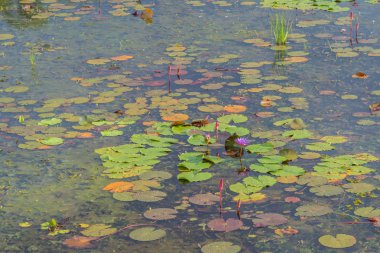 Lotus çiftlik akşam yağmurdan sonra.