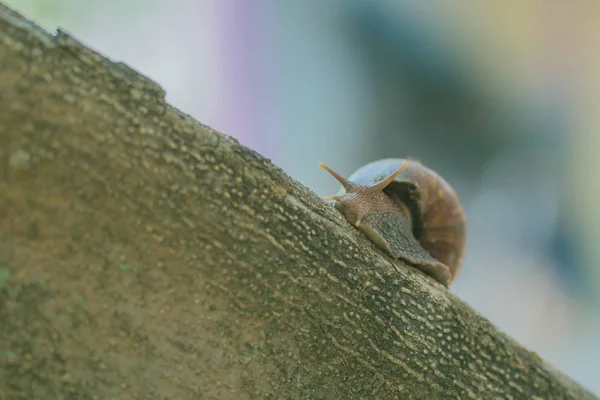 Nahaufnahme Von Der Schnecke Auf Dem Baum Garten — Stockfoto