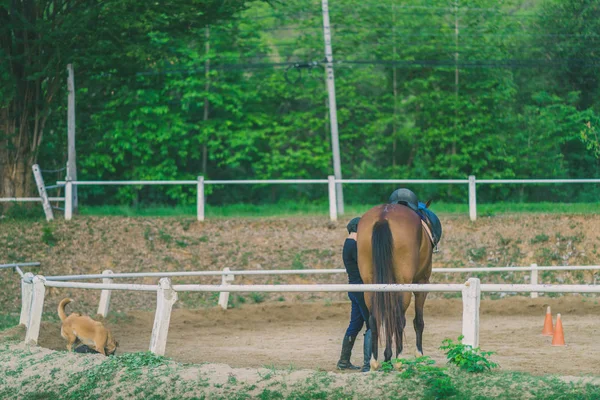 Vrouwelijke Trainer Opleiding Van Het Jonge Paard Voor Tamme Manege — Stockfoto