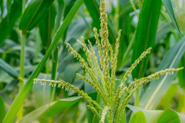 Mısır çiftlik hasat önce.