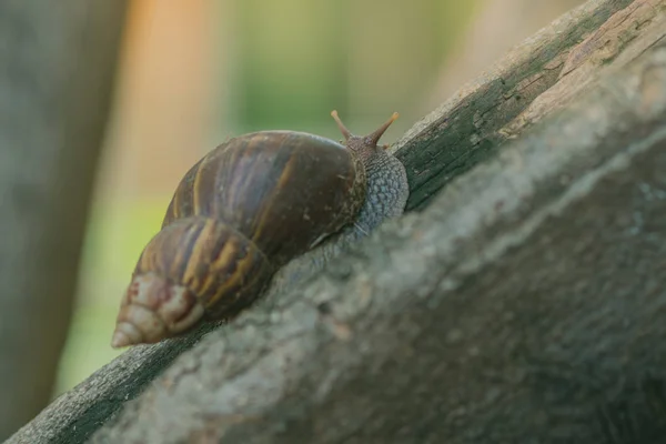 Nahaufnahme Von Der Schnecke Auf Dem Baum Garten — Stockfoto