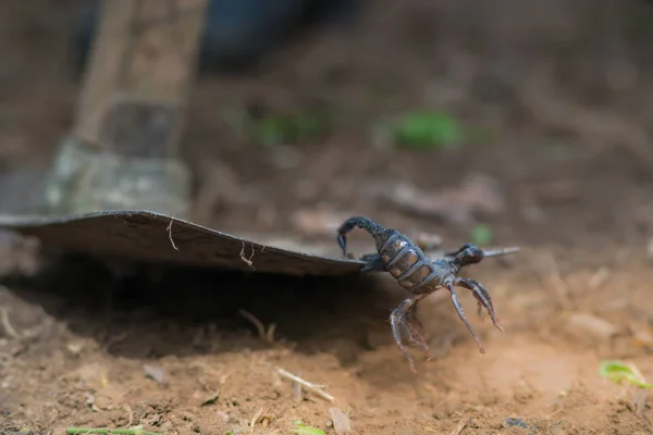 Scorpion Sta Combattendo Con Vanga Contadino — Foto Stock