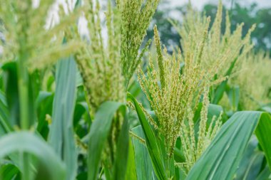 Mısır çiftlik hasat önce.