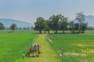 İnekler yürüyün öğleden sonra pirinç alan sürüsü