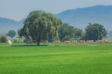İnekler yürüyün öğleden sonra pirinç alan sürüsü