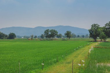 İnekler yürüyün öğleden sonra pirinç alan sürüsü