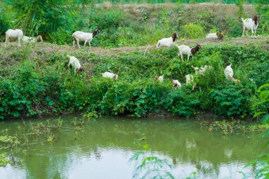 Keçi yürüme Canal yemek bulmak için sürüsü