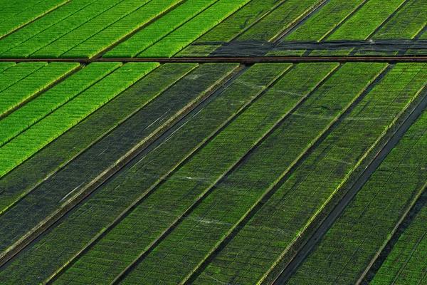 Hermosa Vista Las Plántulas Arroz Campo Suphanburi Tailandia —  Fotos de Stock