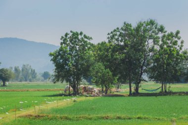 İnekler yürüyün öğleden sonra pirinç alan sürüsü
