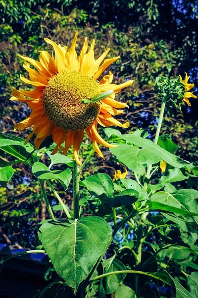 Sauterelle Trouver Nourriture Sur Les Tournesols Matin — Photo