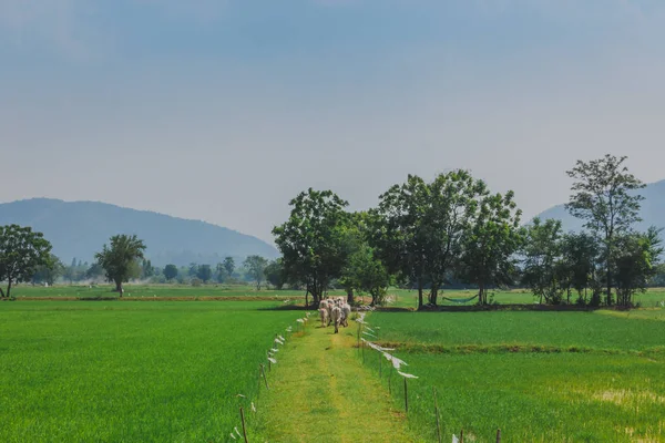 午後には田んぼに牛を渡り歩いての群れ — ストック写真