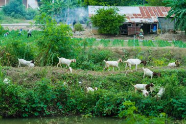 Keçi yürüme Canal yemek bulmak için sürüsü