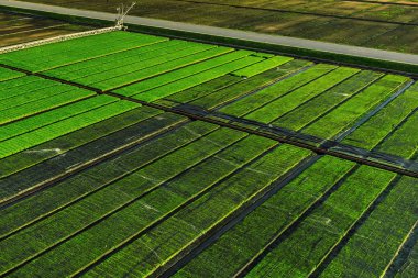 Pirinç fidan: Suphanburi Tayland alanında güzel manzara.