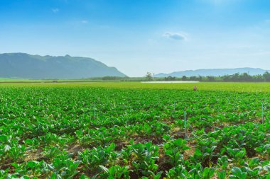 Kanchanaburi, Tayland için Çince lahana alan toplayan