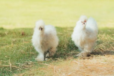 Birkaç ipek tavukları yürüyüş ve yeşil alan bulma gıda.