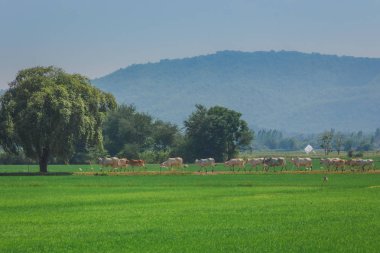 İnekler yürüyün öğleden sonra pirinç alan sürüsü