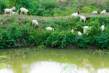 Keçi yürüme Canal yemek bulmak için sürüsü