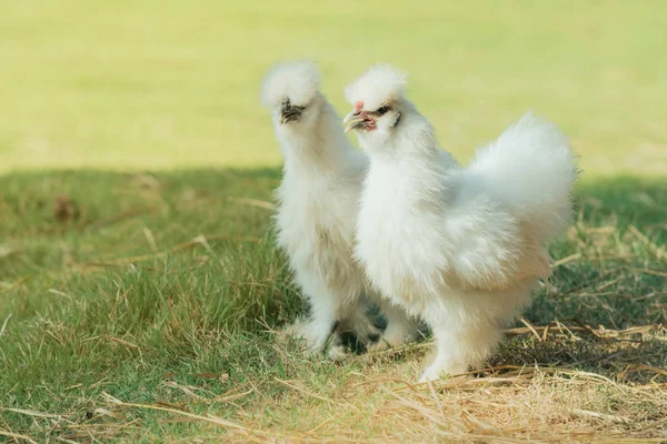 Ein Paar Seidenhühner Spazieren Und Finden Futter Auf Der Grünen — Stockfoto