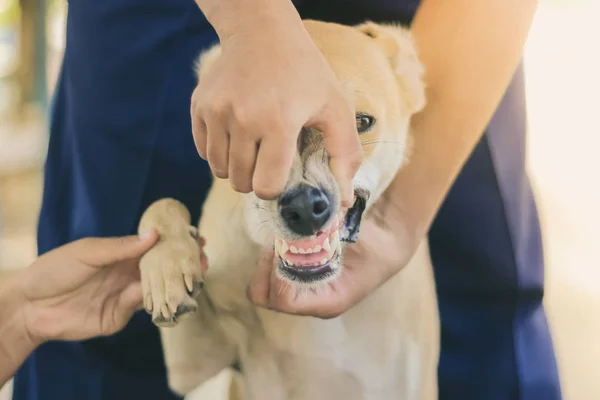 Teenage Girl Pink Shirt Massaging Her Brown Dog — Stock Photo, Image