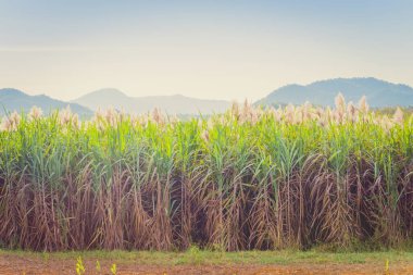Kanchanaburi, Tayland hasat sadece önceki esinti şeker-kamışı çiçek toplayan.
