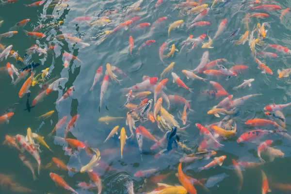 Barevné Ryby Japonské Koi Kapry Krásný Rybník Stíny Světle Reflexe — Stock fotografie