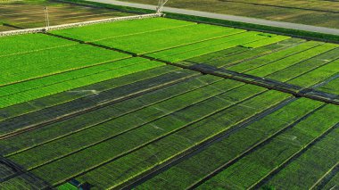 Pirinç fidan: Suphanburi Tayland alanında güzel manzara.