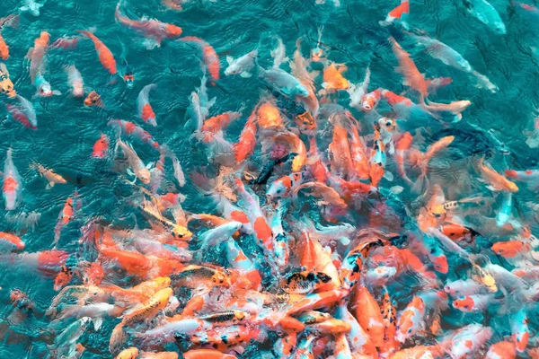 Bunte Japanische Koi Karpfenfische Bewegen Sich Einem Schönen Gartenteich Mit — Stockfoto