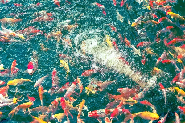 カラフルな鯉鯉魚影と光の反射で庭園の美しい池に移動 — ストック写真