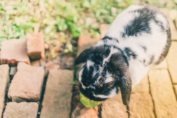 Coelho Bonito Está Descansando Tarde — Fotografia de Stock