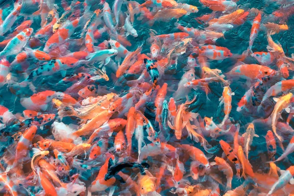 Colorful Japanese Koi Carp fishes moving in a lovely pond of a garden  with shadow and light reflection.