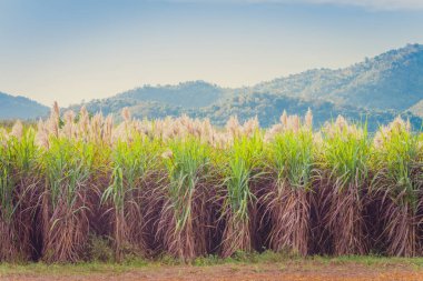 Kanchanaburi, Tayland hasat sadece önceki esinti şeker-kamışı çiçek toplayan.
