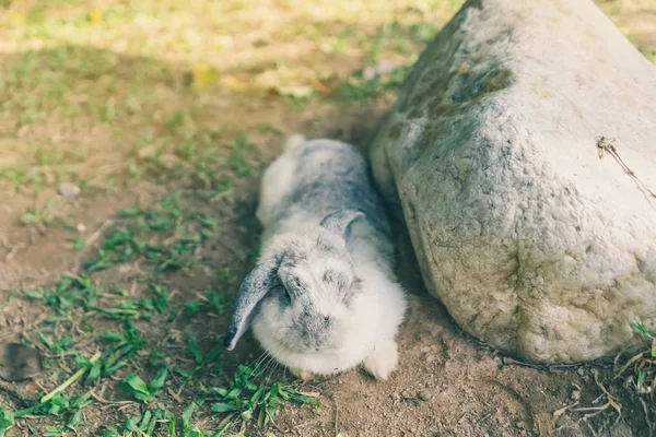 Милый Кролик Отдыхает После Обеда — стоковое фото