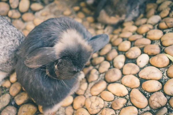 Coelhos Bonitos Estão Descansando Tarde — Fotografia de Stock